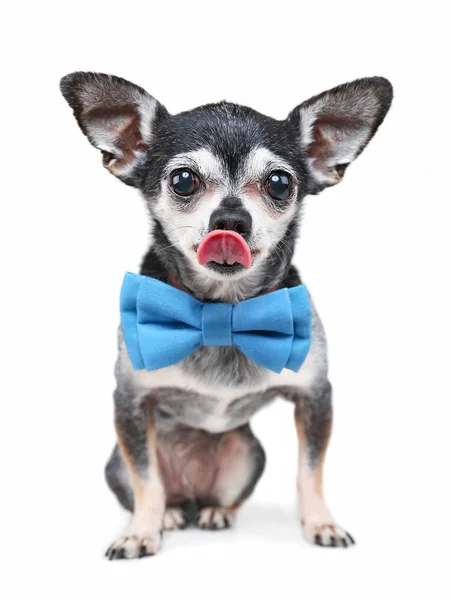 Niedlicher Chihuahua Mit Blauer Fliege Der Seine Nase Auf Einem — Stockfoto