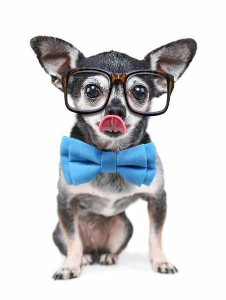 Cute Chihuahua Bow Tie Reading Glasses Isolated White Background — Stock Photo, Image