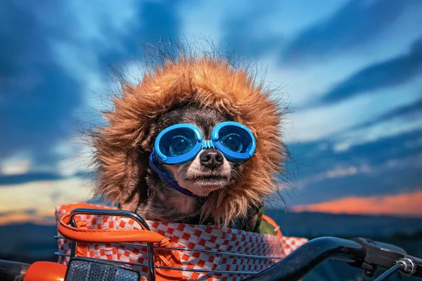 かわいいチワワに熱気球のフェスティバルで自転車バスケットのゴーグルします — ストック写真