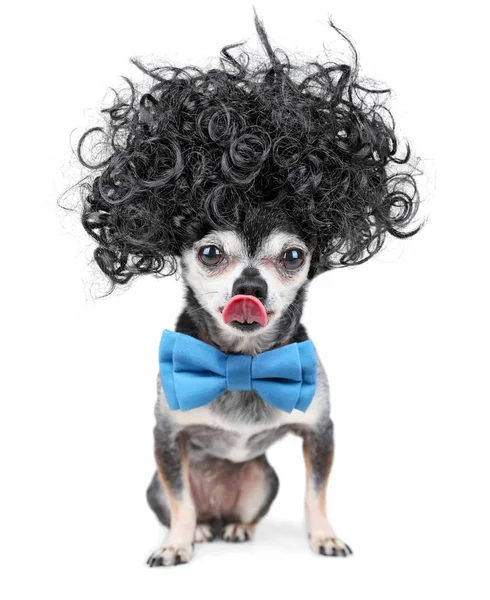 Cute Chihuahua Black Afro Wig Blue Bow Tie Licking His — Stock Photo, Image