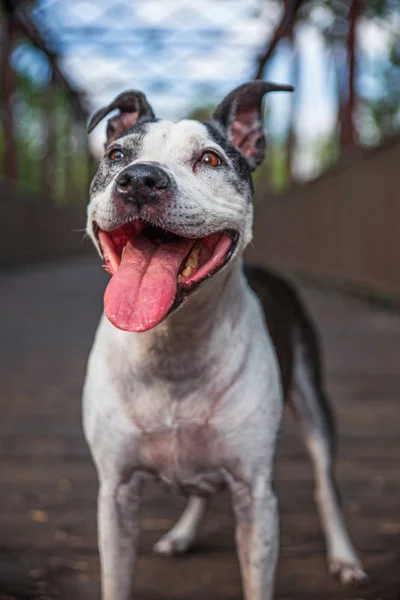 Süßer Amerikanischer Staffordshire Terrier Auf Einer Brücke — Stockfoto