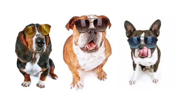 Drie Honden Opzoeken Bedelen Voor Eten Dragen Van Een Zonnebril — Stockfoto