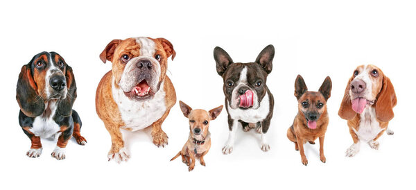 group of dogs sitting on an isolated white background looking up