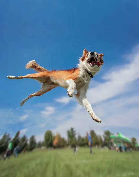 澳大利亚牧羊犬在空中跳跃 在一个广角拍摄和抓取飞盘光盘 — 图库照片
