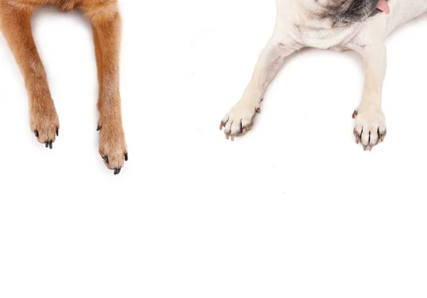 Bovenaanzicht Van Een Mops Chihuahua Languit Een Afgelegen Witte Achtergrond — Stockfoto