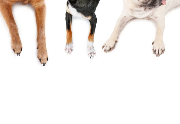 Vista Superior Pug Chihuahuas Espalhados Fundo Branco Isolado — Fotografia de Stock