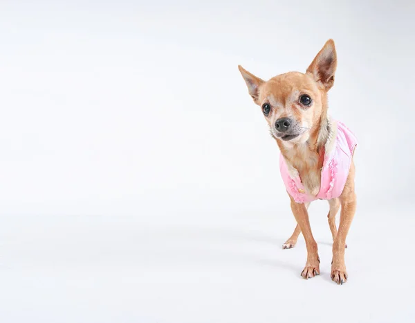 Χαριτωμένο Chihuahua Ένα Φούτερ Κουκούλα — Φωτογραφία Αρχείου
