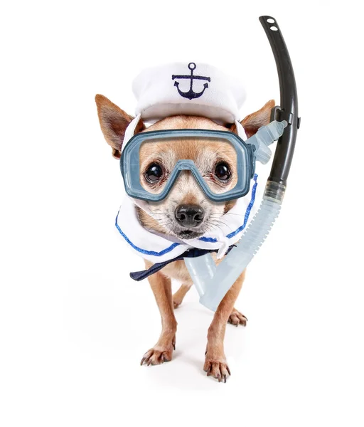 Söt Chihuahua Klädd Militär Marinblå Kostym Med Cap Studio Skott — Stockfoto