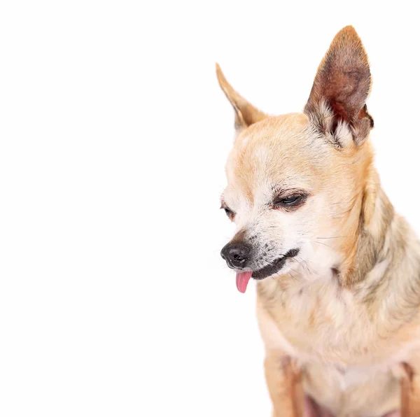 Beyaz Bir Arka Plan Üzerinde Şirin Chihuahua Dilini Dışarı Asılı — Stok fotoğraf