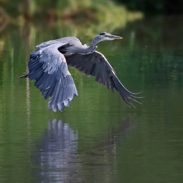 美丽的蓝鹭飞过平静的池塘 — 图库照片