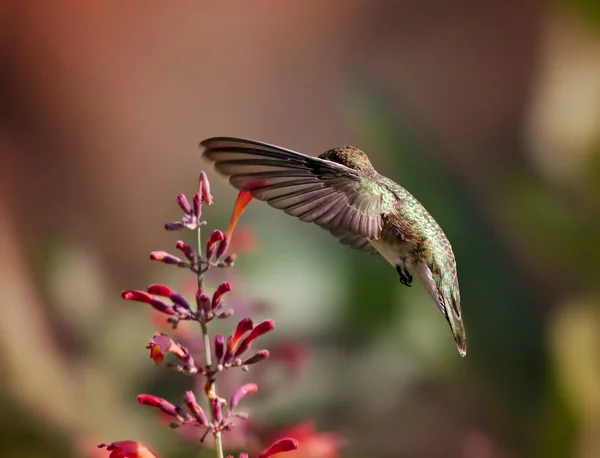 Schöner Kolibri Fliegt Über Eine Blume Und Trinkt Nektar — Stockfoto