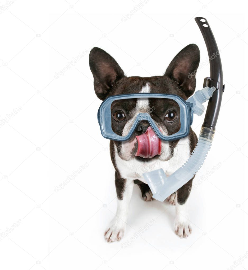 cute boston terrier puppy isolated on white with his tongue out licking his nose with a diving scuba mask and snorkel