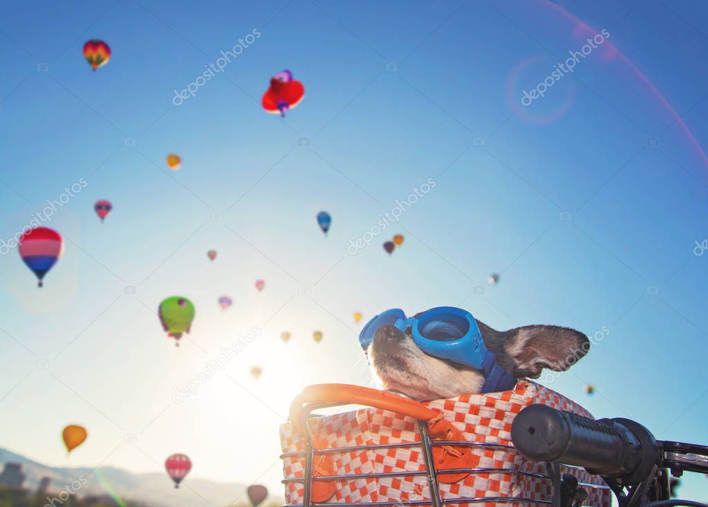cute chihuahua with goggles on in a bicycle basket at a hot air balloon festival