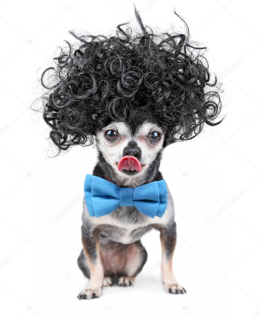 cute chihuahua in a black afro wig and blue bow tie licking his nose on an isolated white background