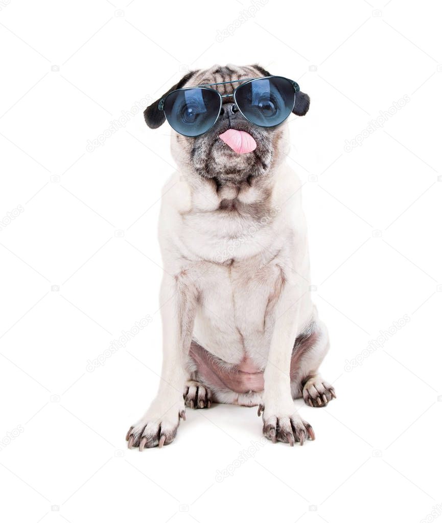cute pug with her tongue hanging out and blue sunglasses on studio shot isolated on a white background 