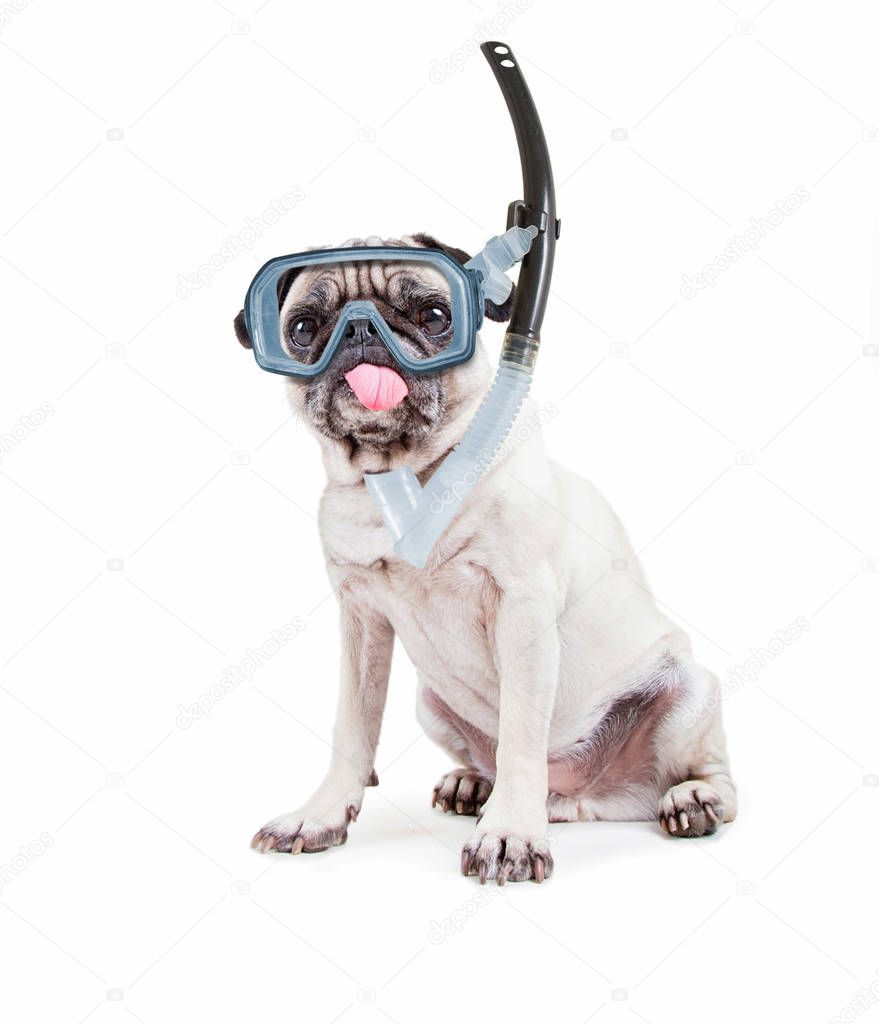 cute pug puppy with her tongue hanging out in the studio isolated on a white background with a diving scuba mask and snorkel