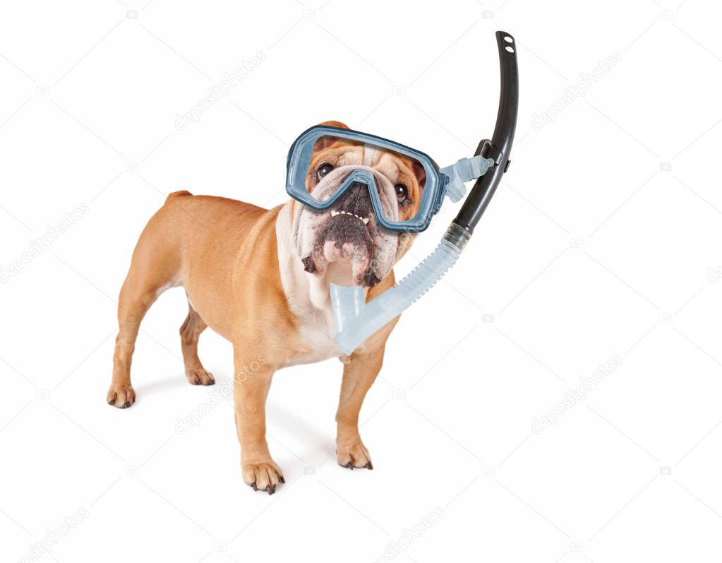 studio shot of a cute olde english bulldog isolated on a white background with a diving scuba mask and snorkel