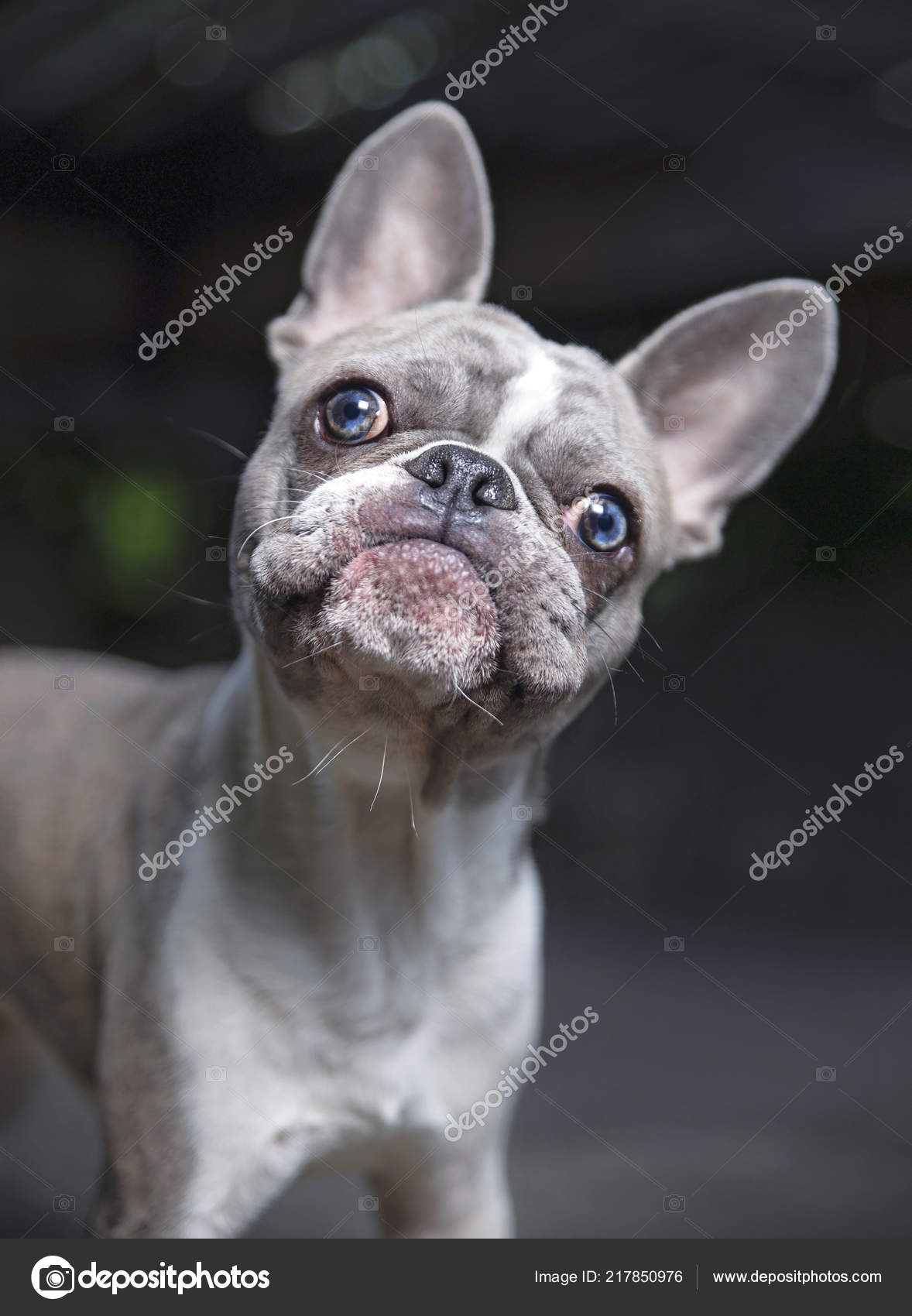 Cute French Bulldog Puppy Looking Camera Stock Photo by ...