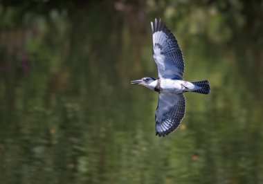 bir balık için arama su üzerinde uçan kingfisher kuşaklı