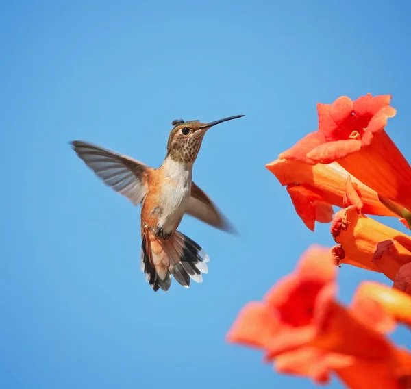 Cute Rufous Calliope Hummingbird Flying Front Trumpet Vine Drinking Nectar — Stock Photo, Image