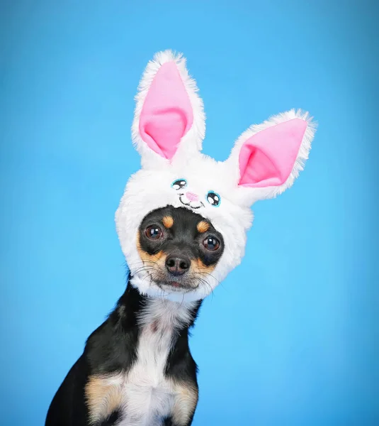 cute chihuahua with a rabbit ear hat on  isolated on a blue background