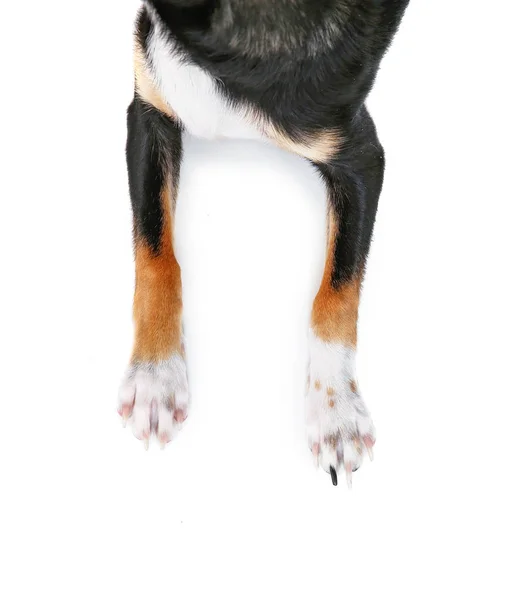 Ovanifrån Chihuahua Utspillda Isolerad Vit Bakgrund — Stockfoto
