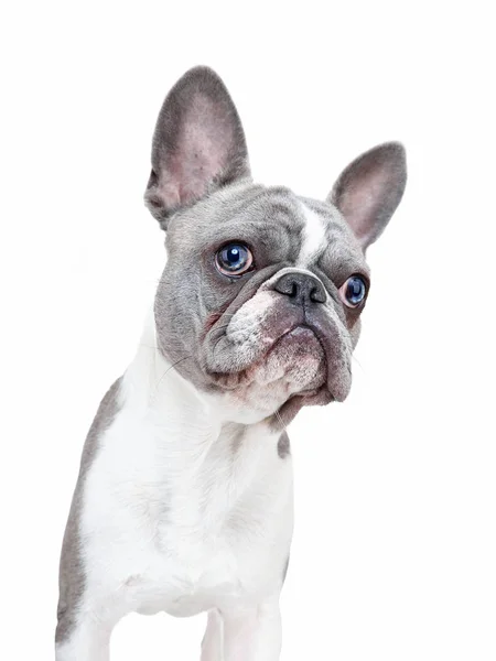 可爱的法国斗牛犬小狗与一个有趣的面孔孤立在白色背景 — 图库照片