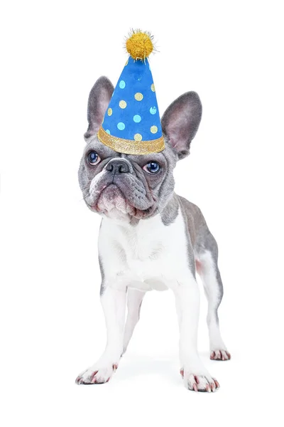 Bulldog Francês Bonito Com Chapéu Festa Aniversário Bolinhas Azuis Fundo — Fotografia de Stock