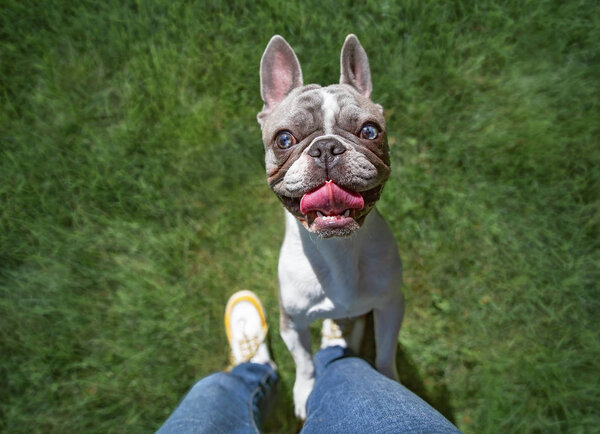 cute french bulldog with blue eyes begging on a the legs of a person in beautiful green grass on a hot summer day