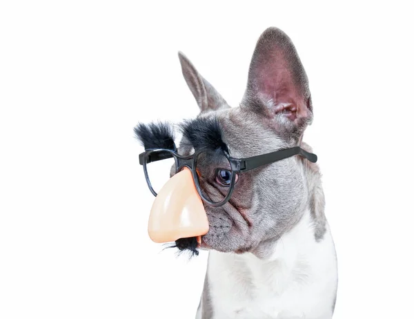 Carino Bulldog Francese Indossa Grande Naso Con Baffi Sopracciglia Maschera — Foto Stock