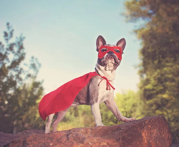 Leuke Franse Bulldog Een Superheld Kostuum Afgezwakt Met Een Retro — Stockfoto