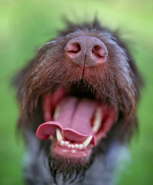 German Wirehaired Pointer Jadeando Con Boca Abierta Cerca Lente Cámara —  Fotos de Stock