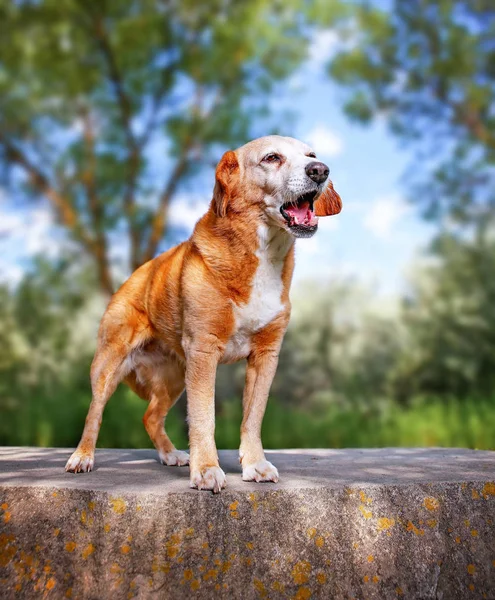 Cute Beagle Basset Hound Mix Barking Hot Summer Day Park — Stock Photo, Image