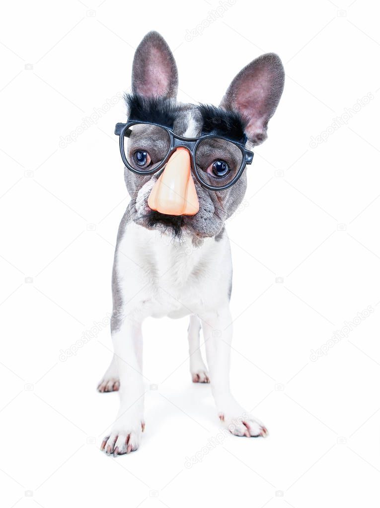 cute french bulldog wearing a big nose with a mustache and eyebrows mask on an isolated white background