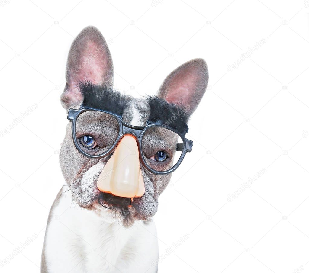 cute french bulldog wearing a big nose with a mustache and eyebrows mask on an isolated white background