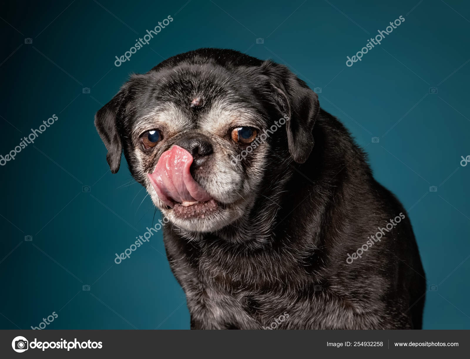 pug licking nose