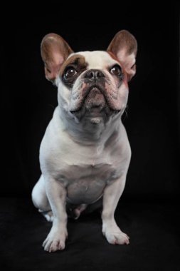 sevimli Fransız Bulldog bir stüdyo s siyah bir arka planda izole