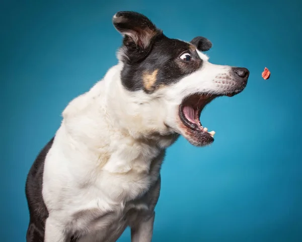 Border collie catching a treat with a wide open mouth in a studi — Stock Photo, Image