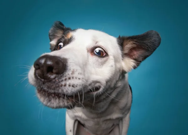 Border Collie fängt Leckerbissen mit weit geöffnetem Maul im Gestüt — Stockfoto