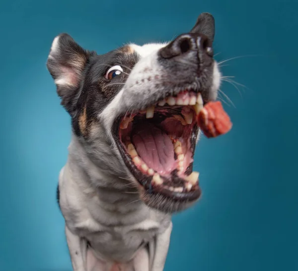 Gränsen collie fånga en behandling med en vidöppen mun i en Studi — Stockfoto