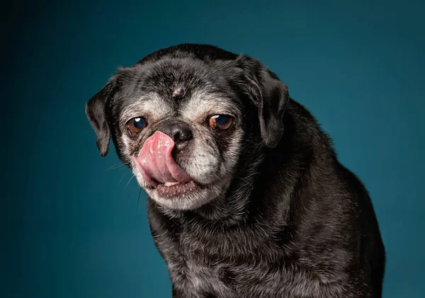 青い bac で撮影したスタジオで彼女の鼻を舐めるオールド・シニア・パグ — ストック写真