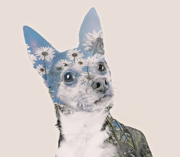 Marguerites double exposition sur un chihuahua chiot mignon avec un drôle de f — Photo