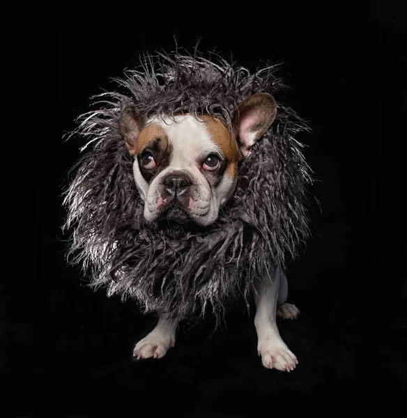 cute french bulldog with a fur mane or collar isolated on a blac