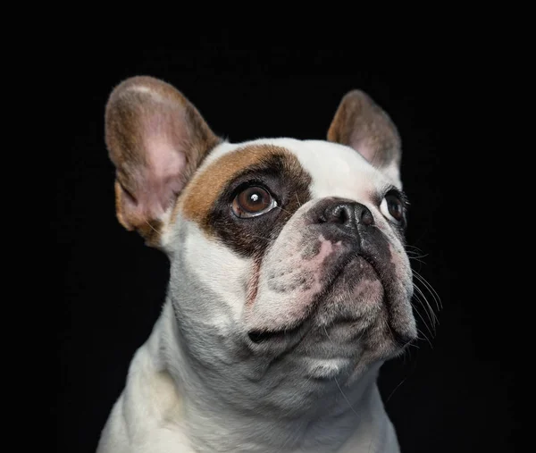 Niedliche französische Bulldogge isoliert auf schwarzem Hintergrund in einem Studio — Stockfoto