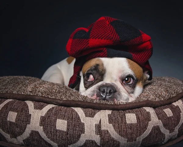 Söta franska Bulldog på en sällskaps djur säng isolerad på en svart bakgrund — Stockfoto