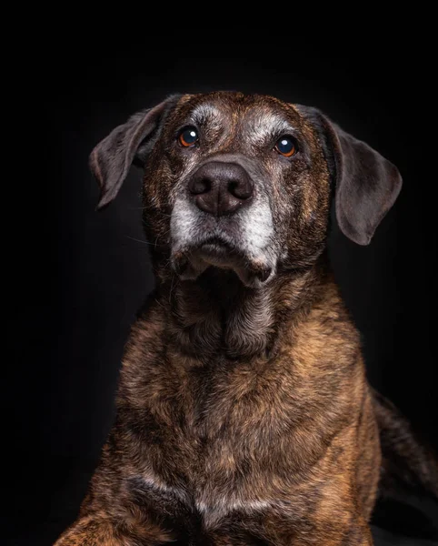 Old lab mix in a studio portrait setting — Stock Photo, Image