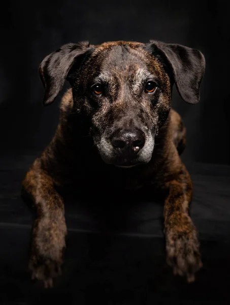 Vieux labrador pit bull mix dans un studio tourné avec un blac isolé — Photo