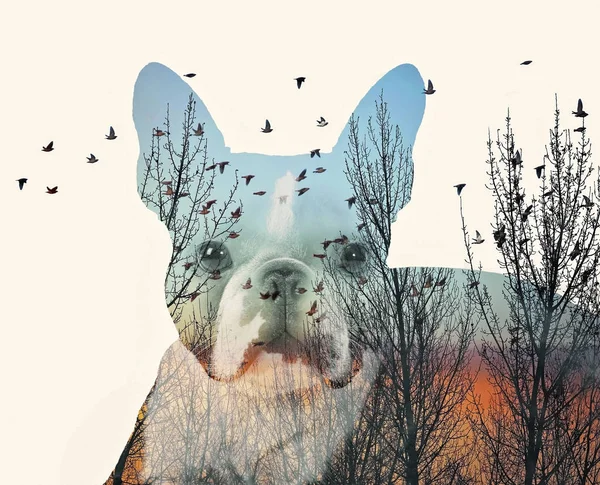 A cute boston terrier on a double exposure background — Stock Photo, Image