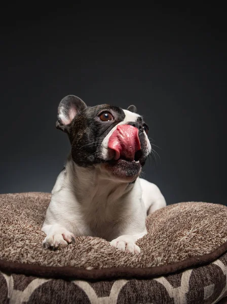 Söt Fransk Bulldog isolerad i en studio shot — Stockfoto