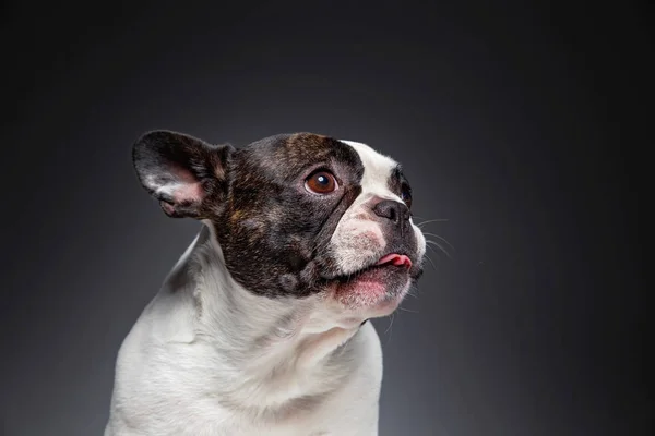 Cute french bulldog isolated in a studio shot — Stock Photo, Image